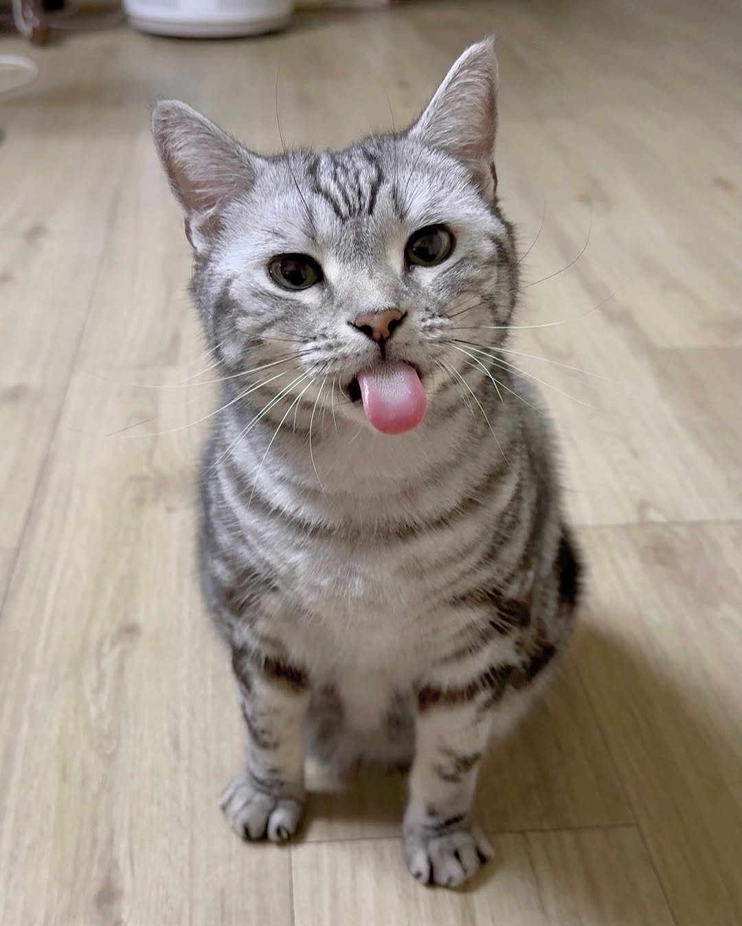 Photo by 김춘배 on September 25, 2025. May be an image of Abyssinian cat, kitten and text.