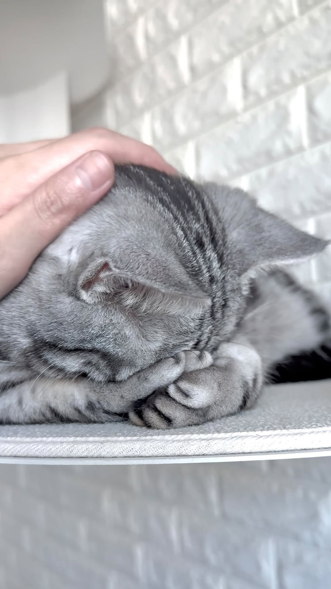 chunbae_gram 게시물 이미지: 귀여워 미쵸🥹

Sooooo cute🥹
.
.
.
.
#아메리칸숏헤어 #고양이...