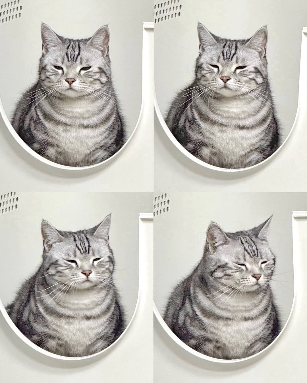 Photo shared by 김춘배 on December 30, 2025 tagging @my_dominant_cats, and @mydominant_official. May be an image of Abyssinian cat, kitten and text.