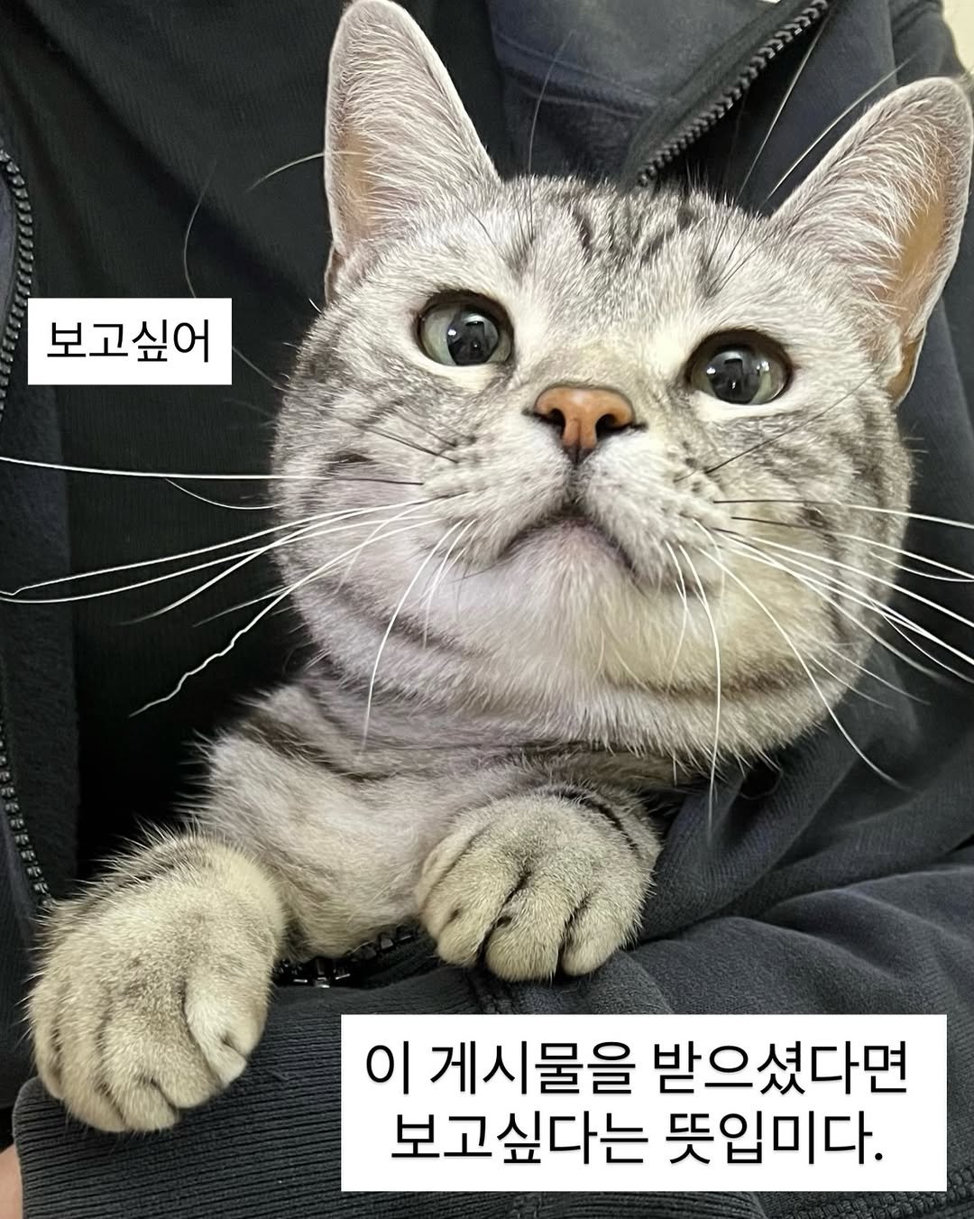 chunbae_gram 게시물 이미지: 보고싶어
.
.
.
.
#춘배 #고양이 #귀여운고양이 #고양이짤 #cat