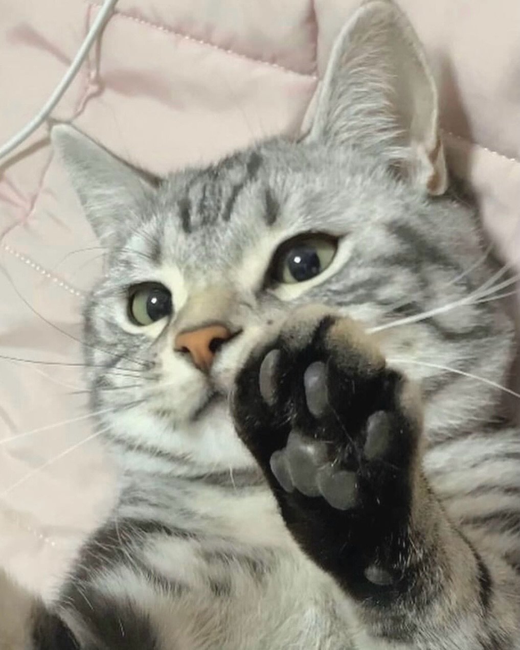 Photo by 김춘배 on April 26, 2026. May be an image of kitten and text.