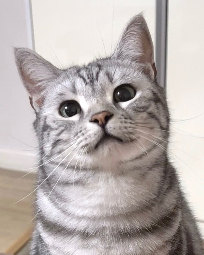 Photo by 김춘배 on December 25, 2025. May be an image of Abyssinian cat, kitten and text.