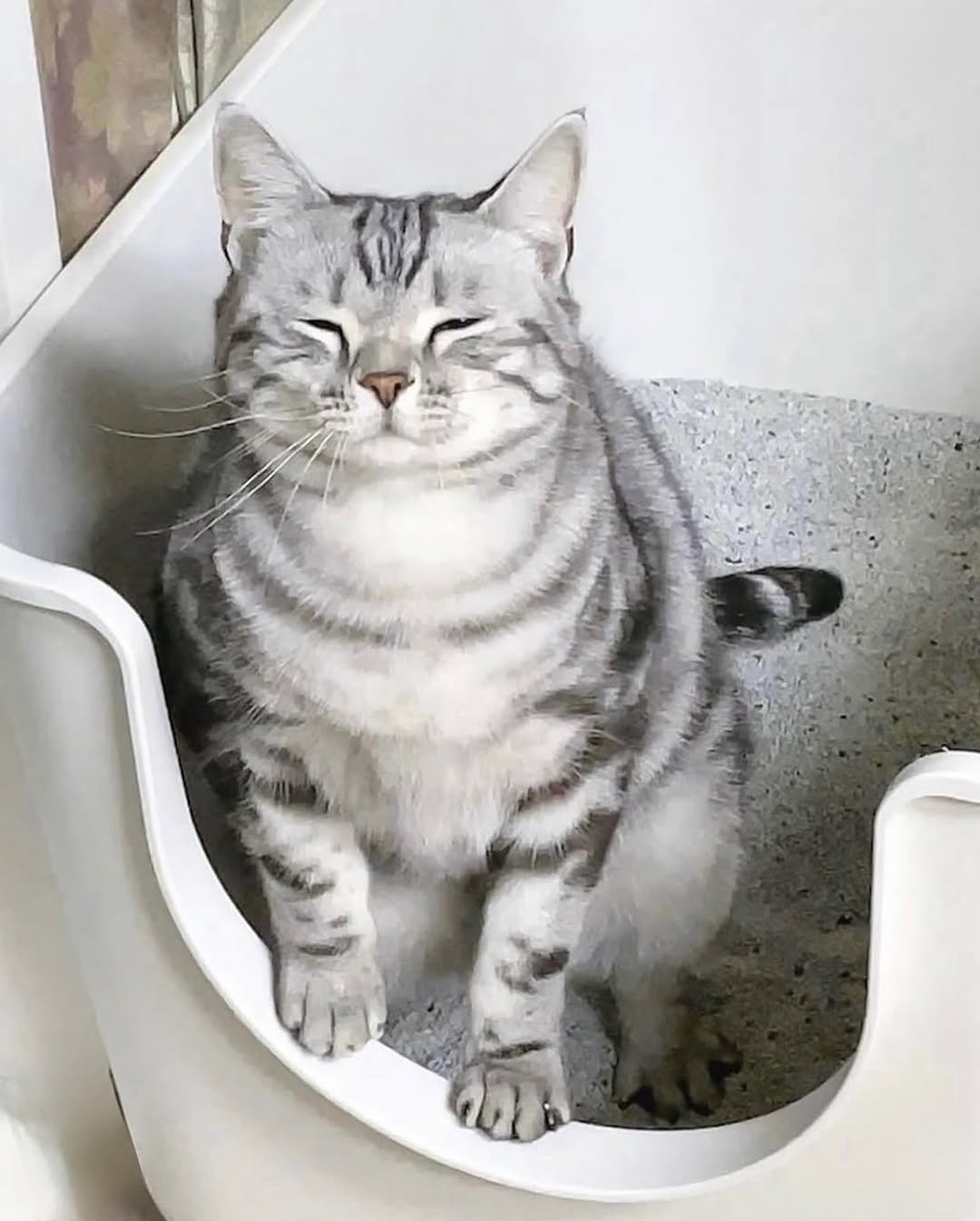 Photo shared by 김춘배 on September 26, 2025 tagging @my_dominant_cats, and @mydominant_official. May be an image of Abyssinian cat, kitten, wash basin and text.