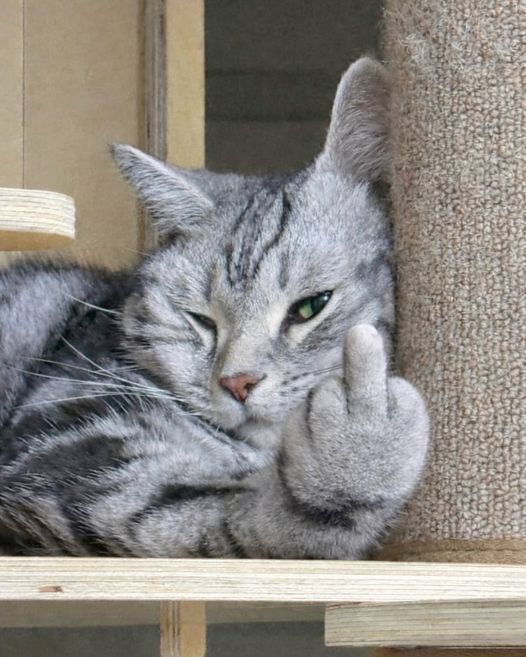 Photo by 김춘배 on April 19, 2026. May be an image of kitten and text.