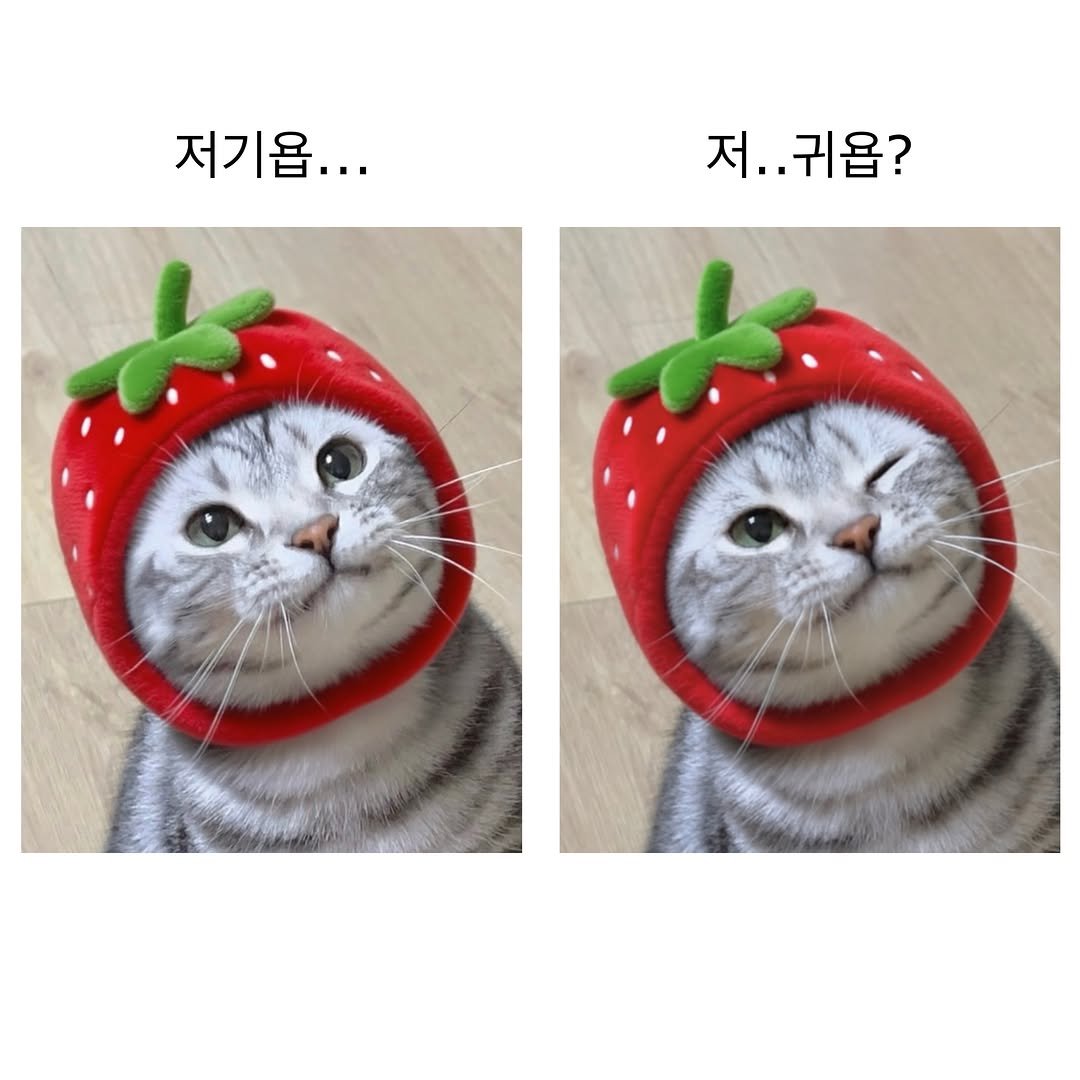 chunbae_gram 게시물 이미지: 저기욥…
.
.
.
.
#춘배 #고양이 #귀여운고양이 #고양이짤 #cat