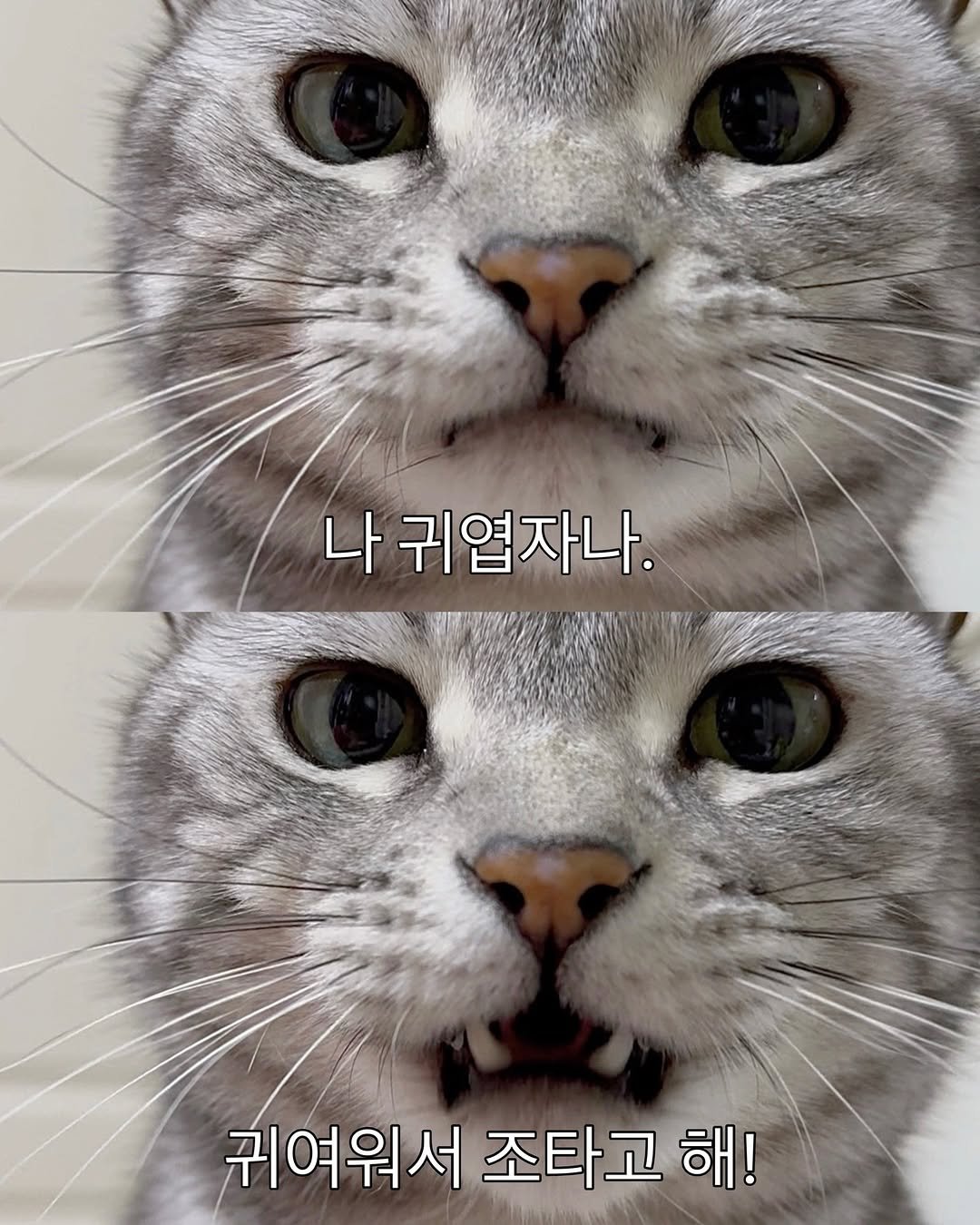 Photo by 김춘배 on April 23, 2026. May be an image of kitten and text that says '나 귀엽자나. 귀여워서 조타고 해!'.