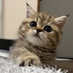 bboddokim 프로필 사진