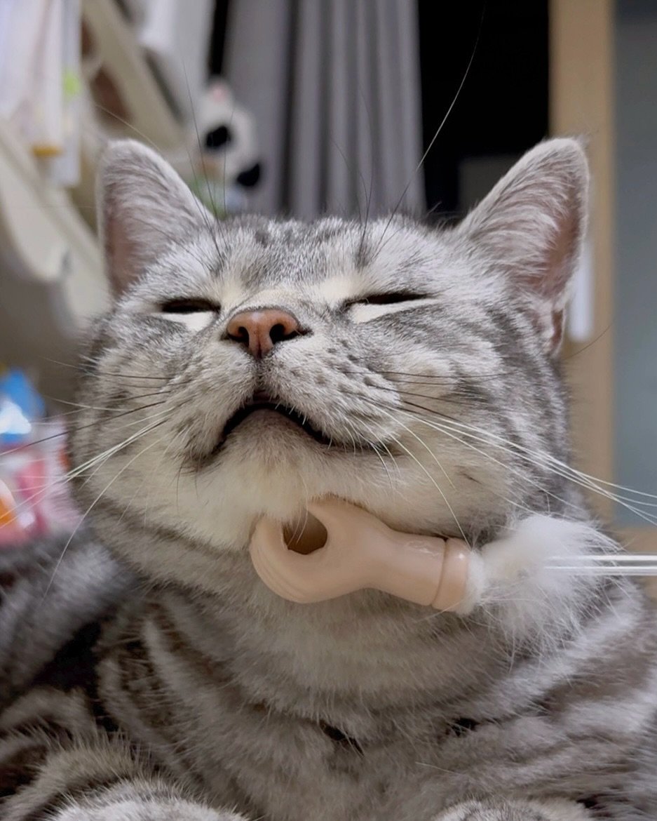 Photo by 김춘배 on August 12, 2025. May be an image of Abyssinian cat, kitten, dental floss and text.