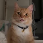 nala_chopchop 프로필 사진