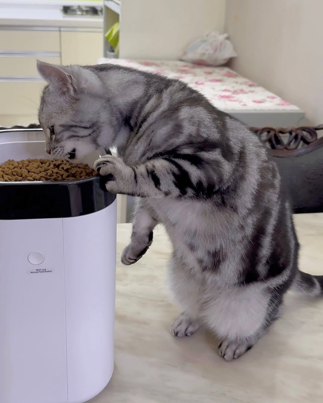 Photo by 김춘배 on September 23, 2025. May be an image of kitten, petfood, water filter and text.