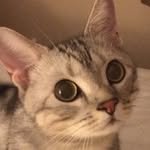 alain_cat 프로필 사진