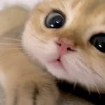 heartandbeat_cat 프로필 사진