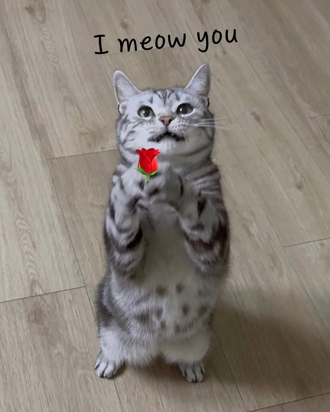 Photo by 김춘배 on April 24, 2026. May be an image of kitten, Abyssinian cat, heart and text that says 'I meowyou meow ycи'.