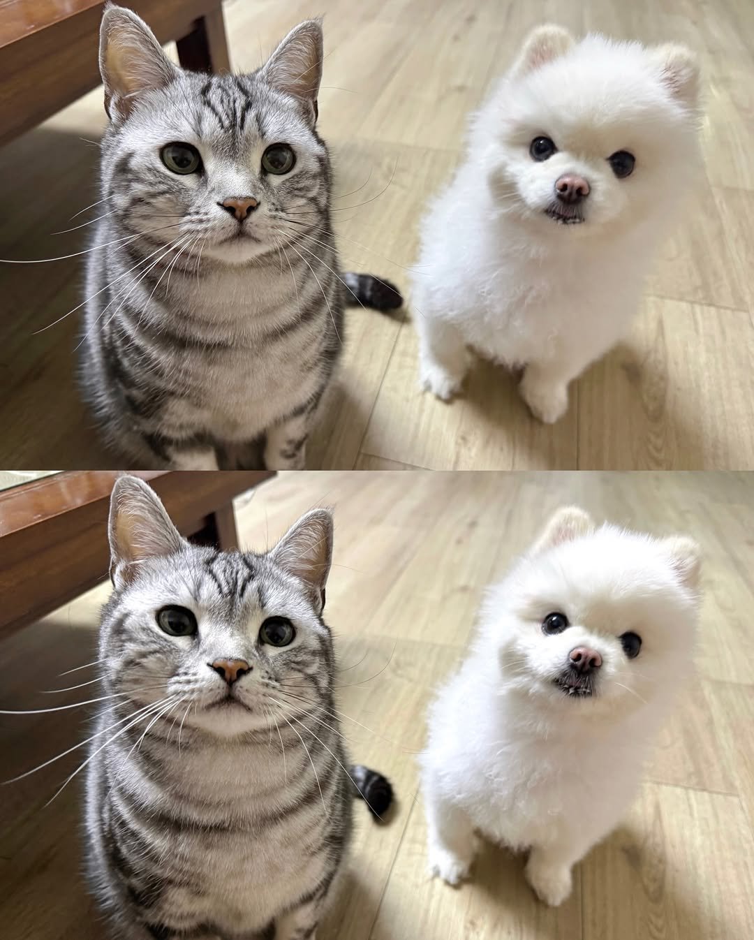 Photo shared by 김춘배 on February 17, 2026 tagging @s.m.ung. May be an image of ragdoll cat, Maltese, Pekinese, Persian cat, kitten, fur and text.