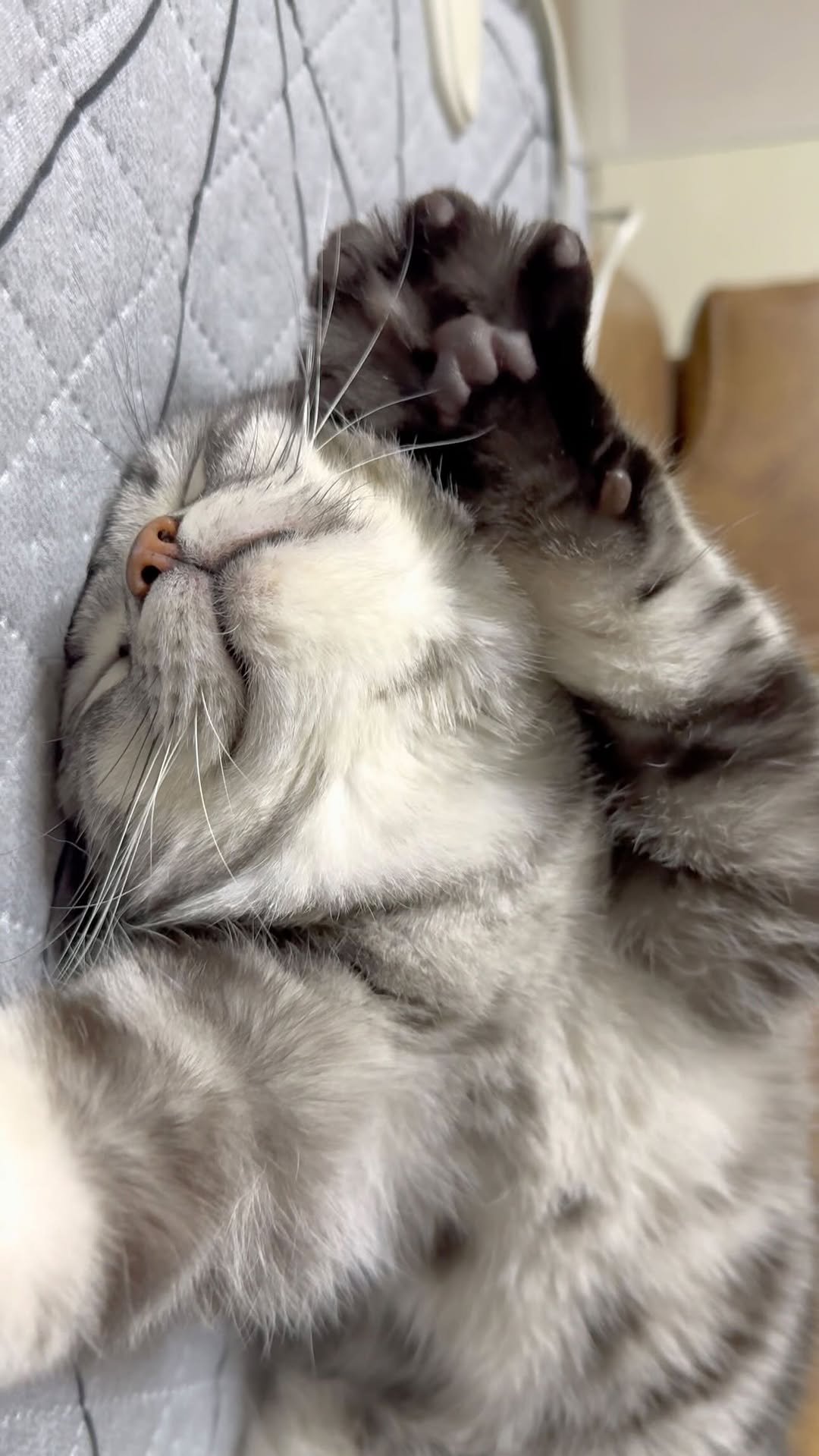 chunbae_gram 게시물 이미지: 세상 귀여운 기지개🐾

The cutest stretch ever...