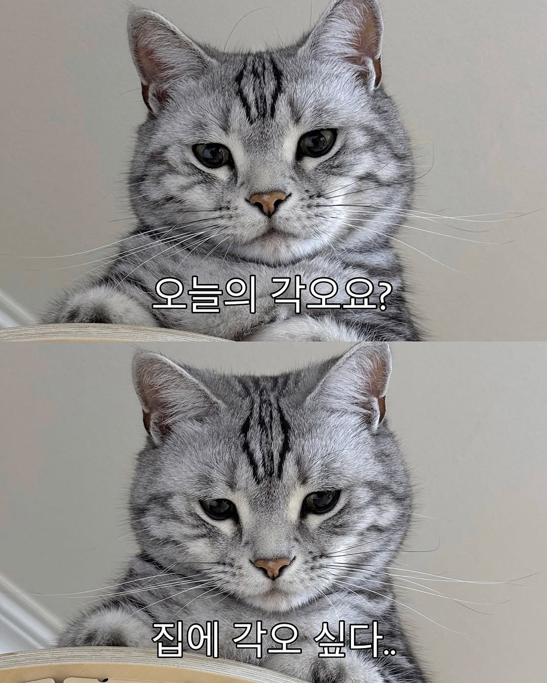 Photo by 김춘배 on August 10, 2025. May be an image of kitten and text that says '오늘의 오늘의각오요? 각오요? 집에 각오 싶다..'.
