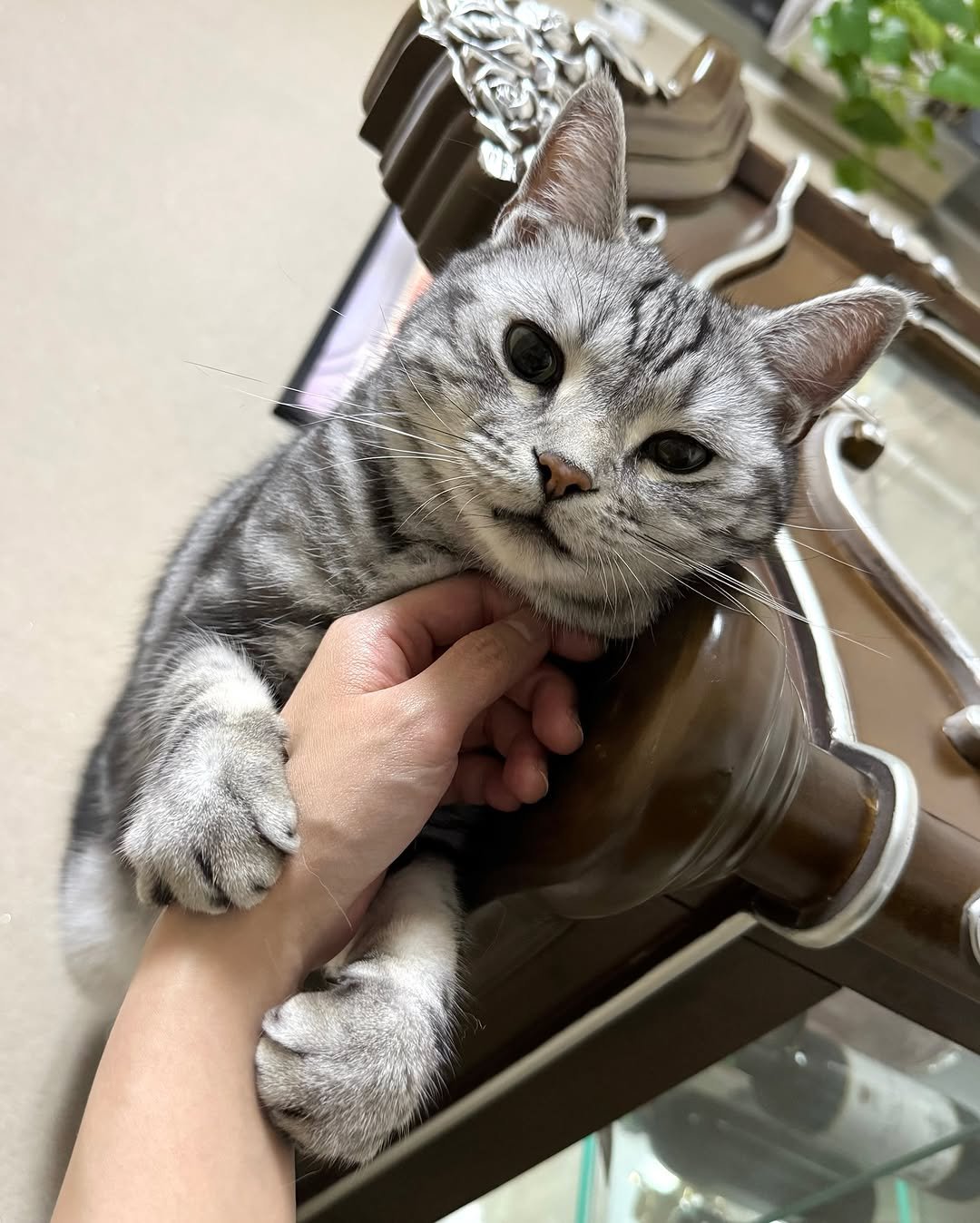 Photo by 김춘배 on August 09, 2025. May be an image of kitten, Abyssinian cat and text.