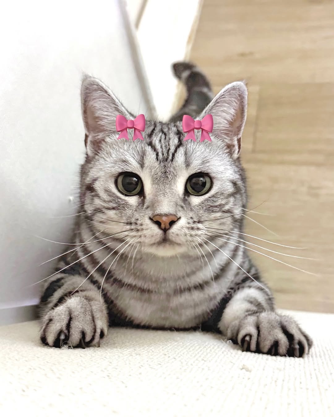 Photo shared by 김춘배 on August 14, 2025 tagging @piepii_official. May be an image of kitten, Abyssinian cat, Persian cat and text.
