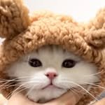 mori._.cat 프로필 사진