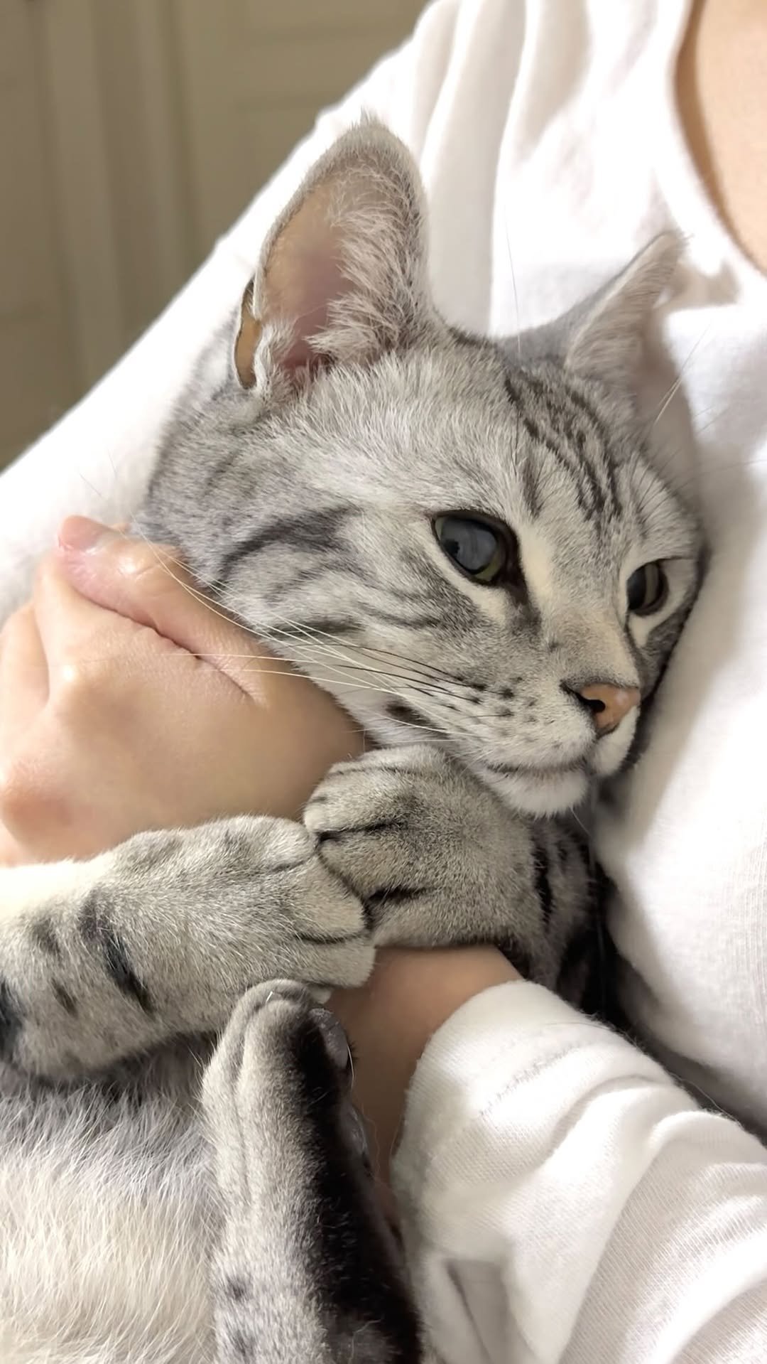 chunbae_gram 게시물 이미지: 계속 쓰다듬어 달라구 했자나용🥹
I told you to keep petting...