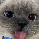 brownsugar_ddang 프로필 사진