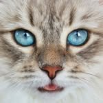 umasiberian 프로필 사진