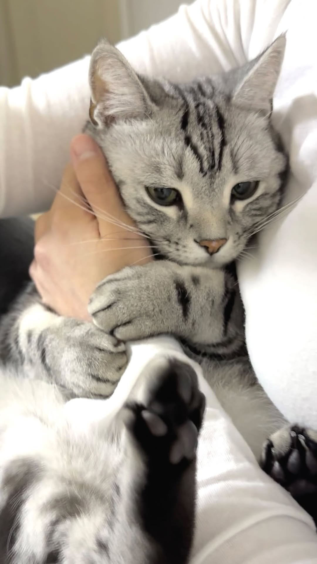 chunbae_gram 게시물 이미지: 계속 쓰다듬어 달라구 했자나용🥹

I told you to keep petting...