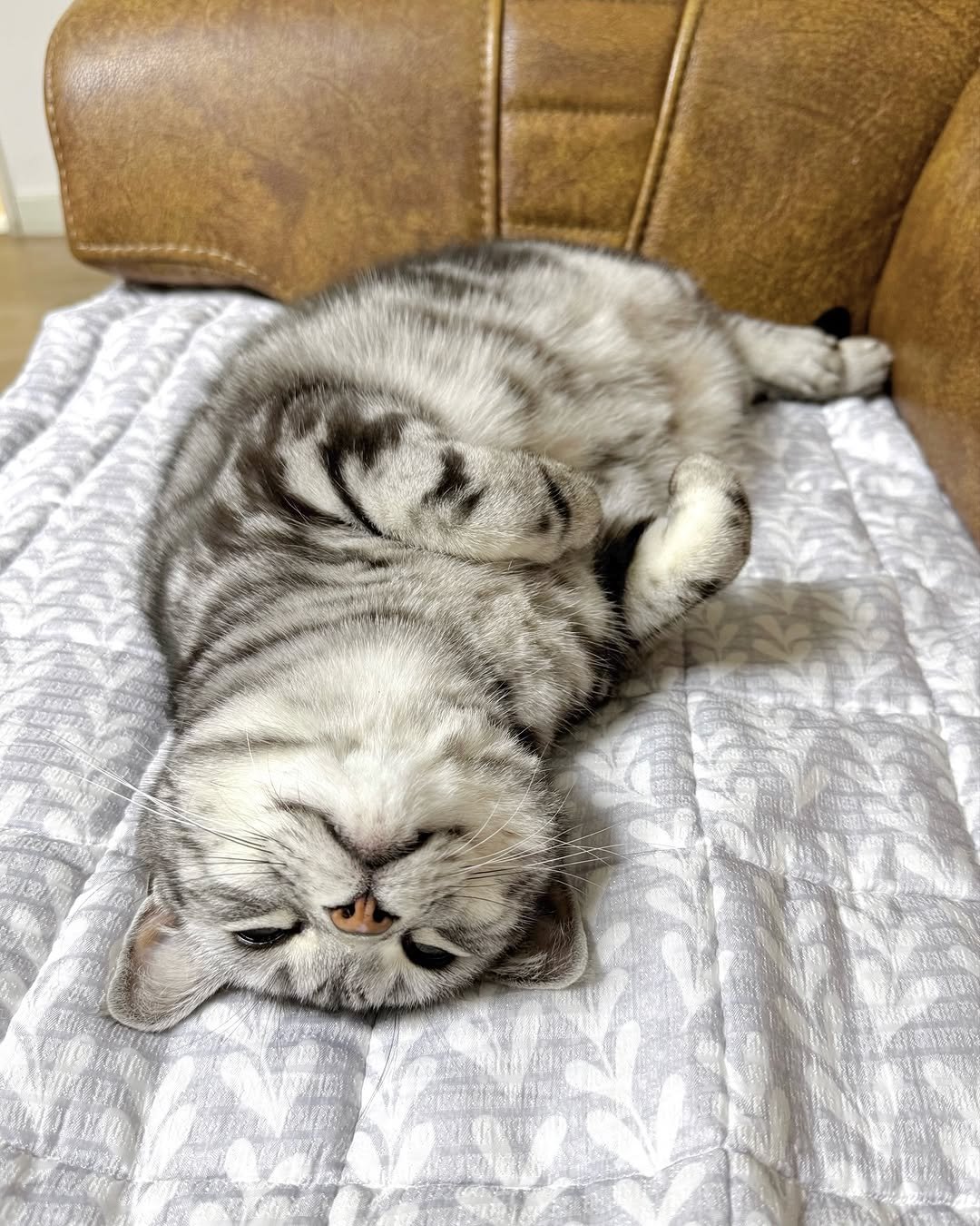 Photo by 김춘배 on April 23, 2026. May be an image of sleeping, tortoiseshell cat, kitten and text.