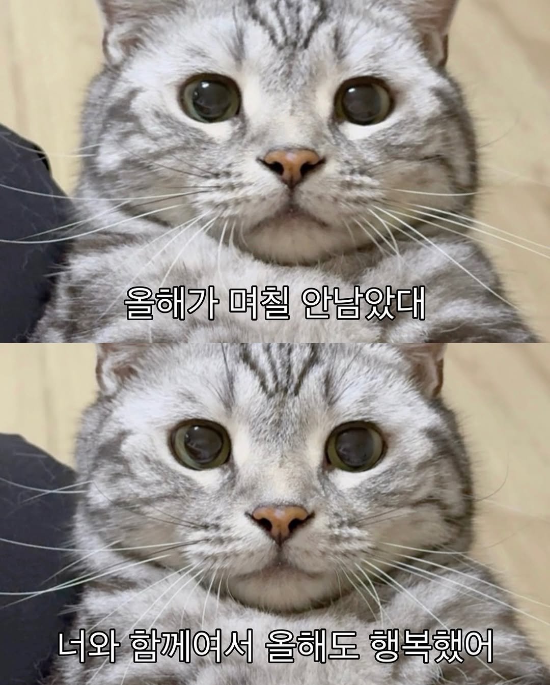 Photo by 김춘배 on December 28, 2025. May be an image of kitten, pie and text that says '올해가 며칠 안남았대 너와 함께여서 올해도 행복했어'.