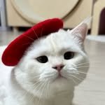 whitesugar_ddang 프로필 사진