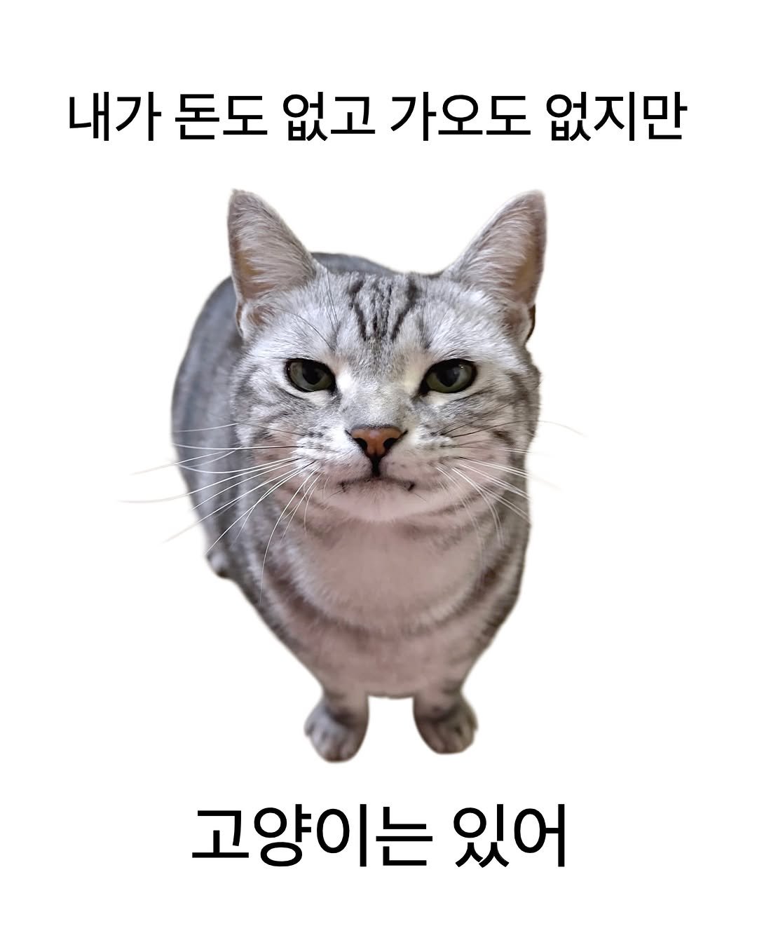 chunbae_gram 게시물 이미지: 현재 재산 목록: 1. 고양이
.
.
.
.
#춘배 #고양이 #귀여운고양이 #야옹이 #cat