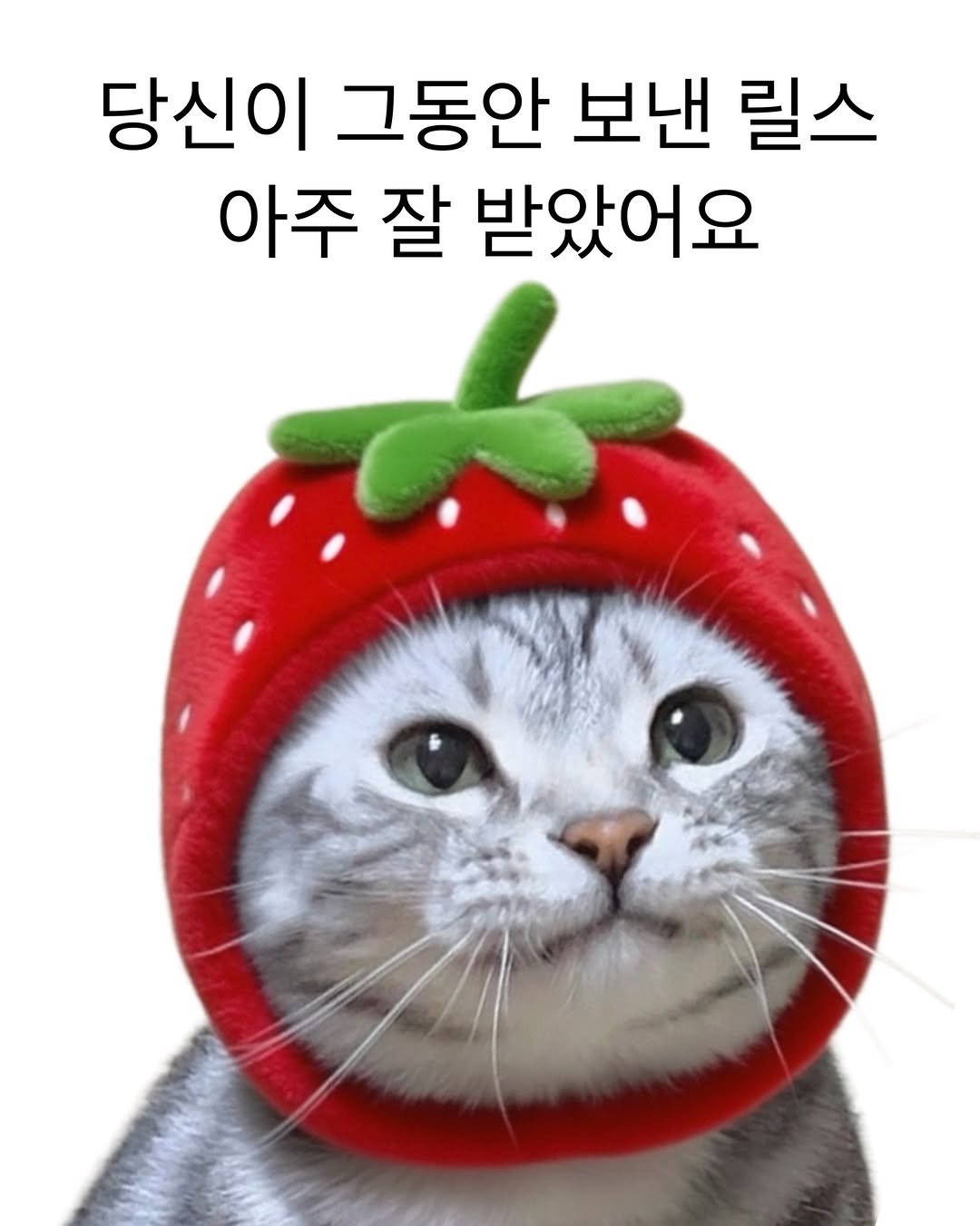 Photo by 김춘배 on April 27, 2026. May be an image of pet, strawberry and text that says '당신이 그동안 보낸 릴스 아주 잘 받았어요'.