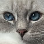 eleven11neko 프로필 사진