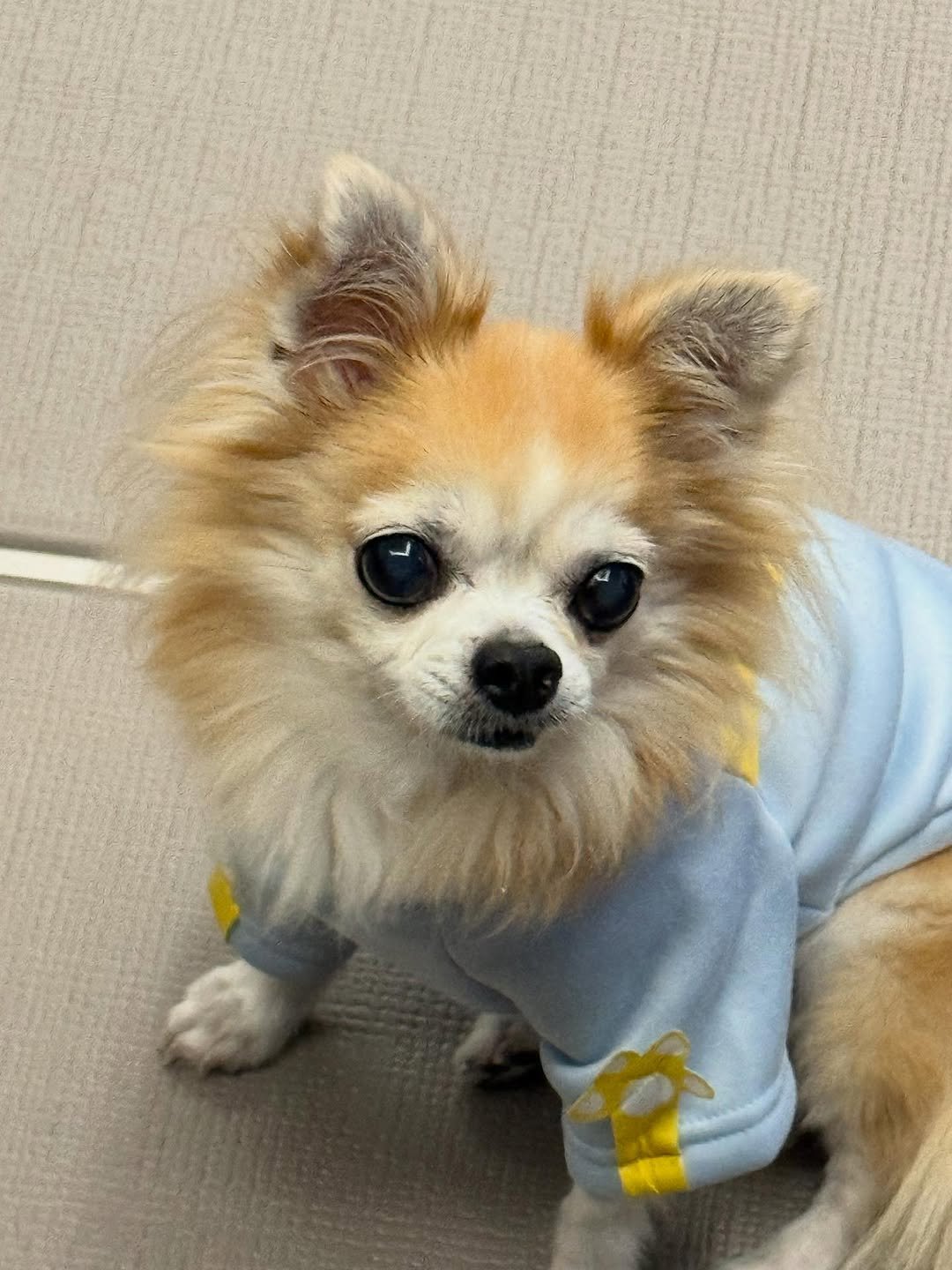 Photo by 정수빈 on October 27, 2025. May be an image of chihuahua and text.