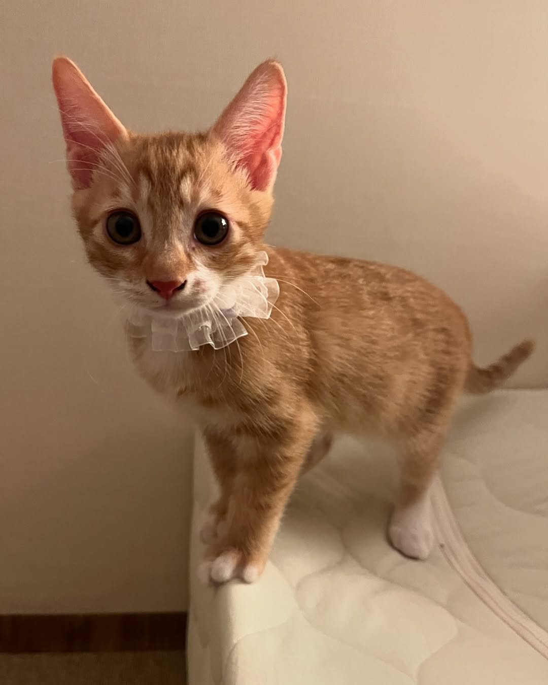 Photo by 츄씨네 사남매 이열무 독무대 on September 22, 2024.