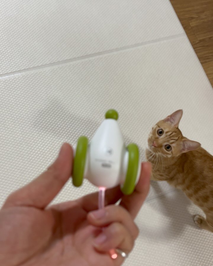 chuu_cheesecat 게시물 이미지: #제품제공 @meowitem999 

#냥템점 에서 자동장난감 위키드마우스를...