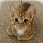 chuu_cheesecat 인스타그램 프로필 사진