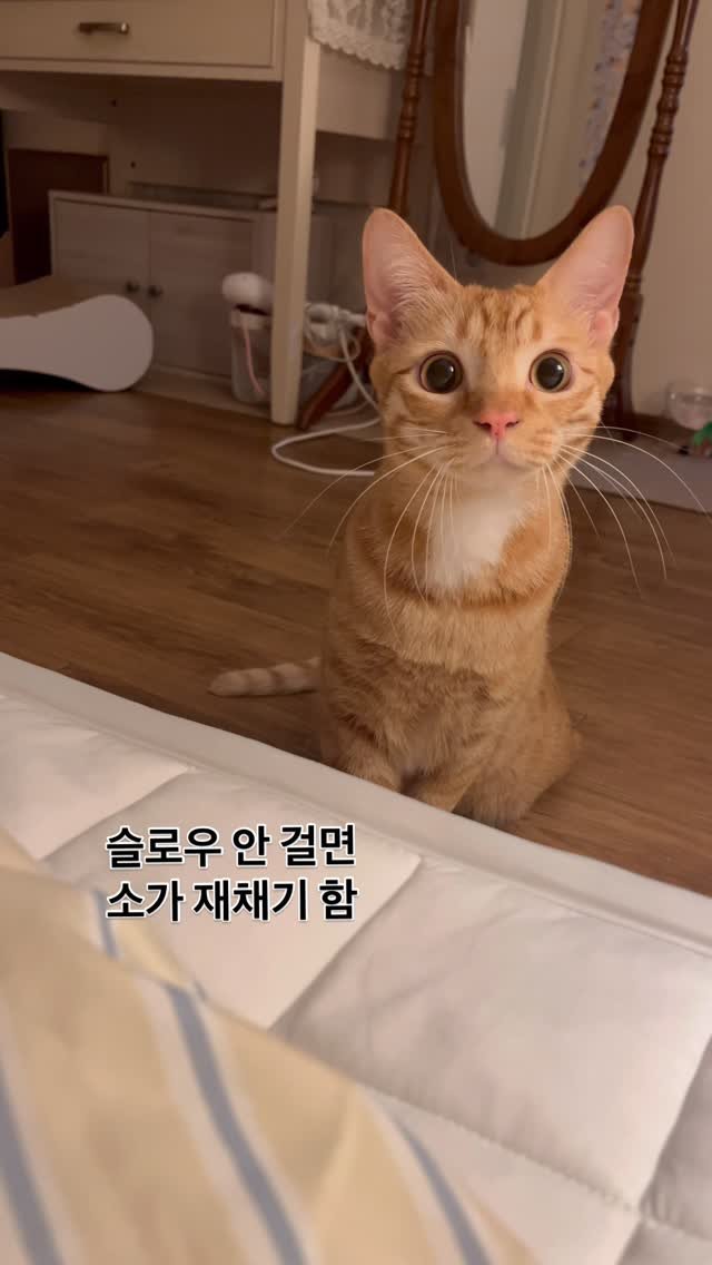 chuu_cheesecat 게시물 이미지: 열무한테 밟힌 누나는 소가 되🐮