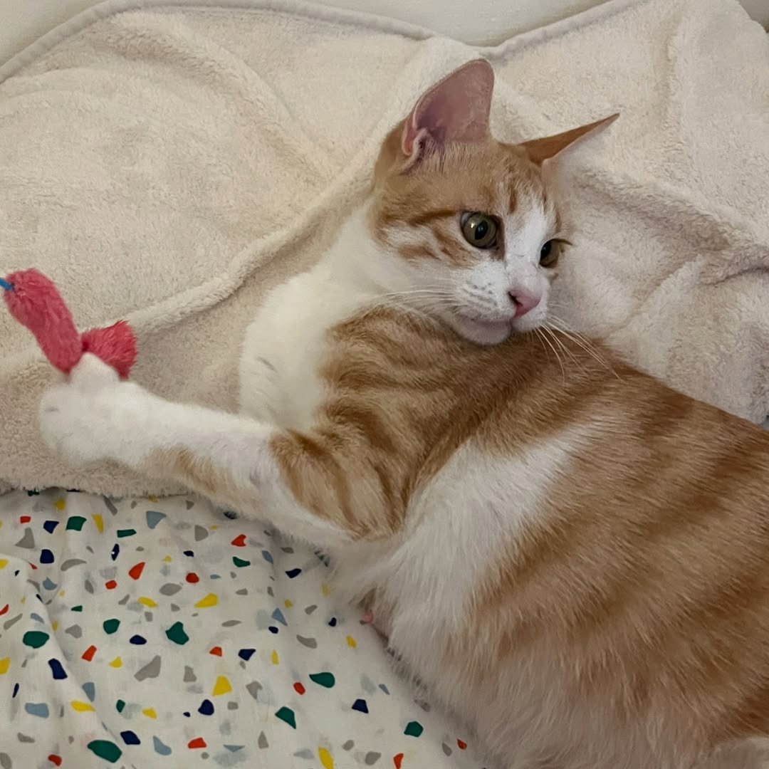 Photo shared by 이미역 on August 17, 2024 tagging @chuu_cheesecat.