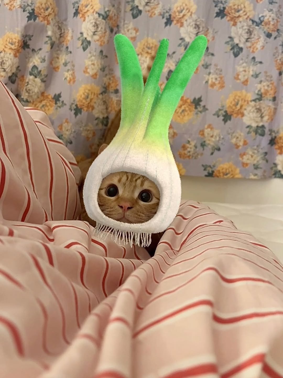 Photo by 츄씨네 사남매 이열무 독무대 on June 04, 2025.