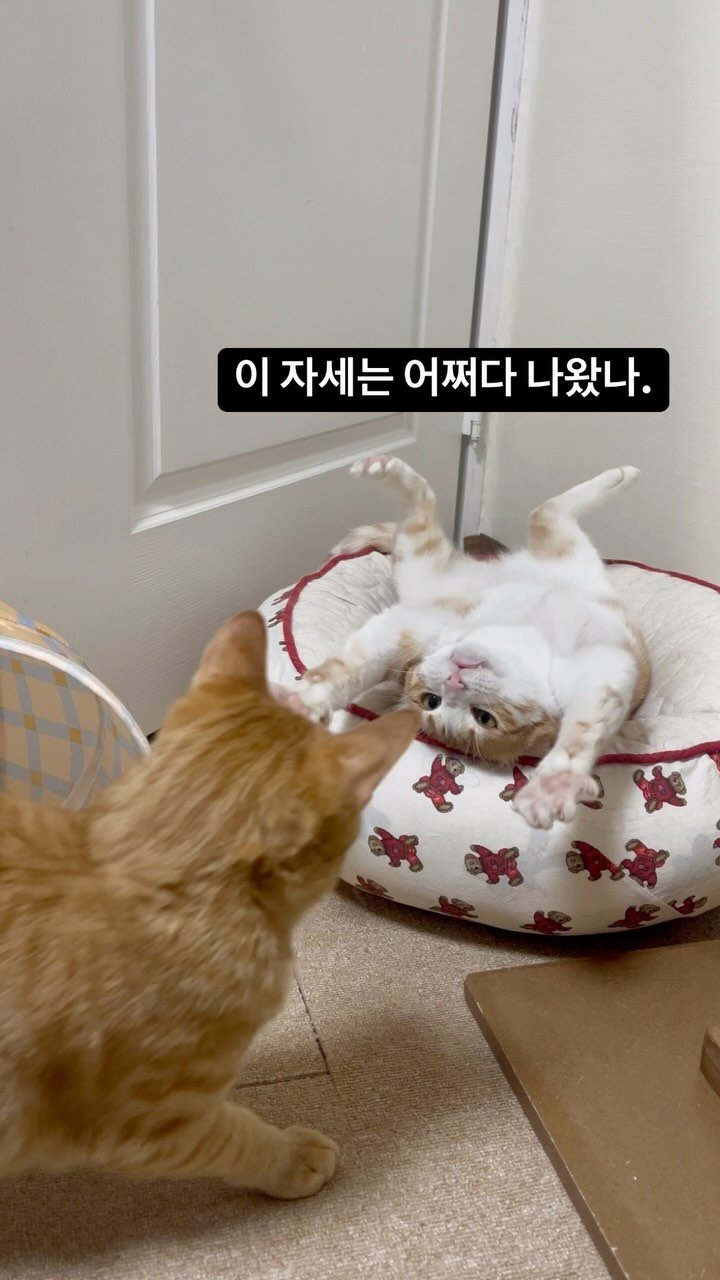 chuu_cheesecat 게시물 이미지: 자기 나름 최선을 다해 방어했던 것,,🐸