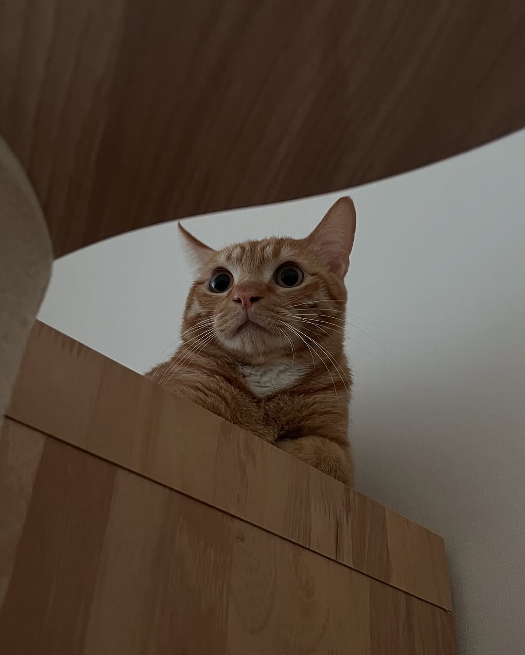 Photo by 츄씨네 사남매 이열무 독무대 on June 15, 2025.