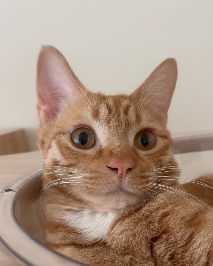 chuu_cheesecat 게시물 이미지: 10개월 열무군 근황 소박하게 낋여왓읍미다,,