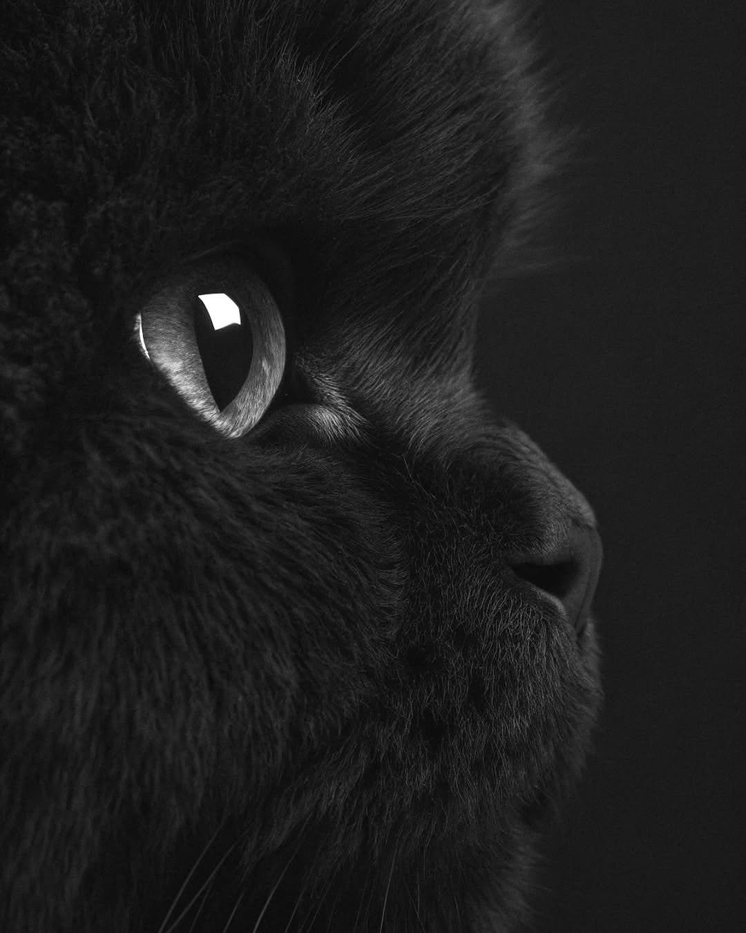 Photo shared by CINEGRAMS on November 30, 2025 tagging @ramsis.bnw. May be a black-and-white image of kitten, Persian cat and text.