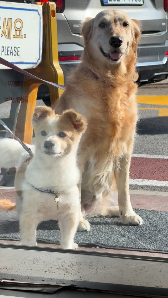 cinesun 게시물 이미지: 끼리 (골든리트리버 여 8세)
항암치료 25주 완료
복실 (믹스 남...