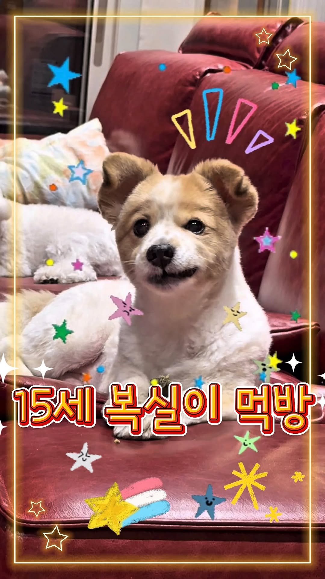 cinesun 게시물 이미지: ⭐️15세 복실이 먹방⭐️

복실할배 너무 귀여웡