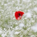 shirley.poppy_ 프로필 사진