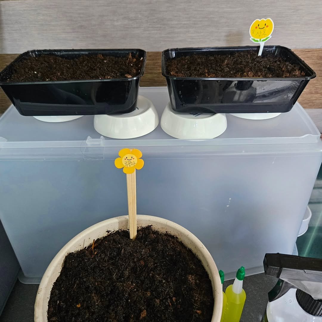 Photo by 혜진 on December 20, 2025. May be an image of cold frame, seedlings, herb, seedling and text.