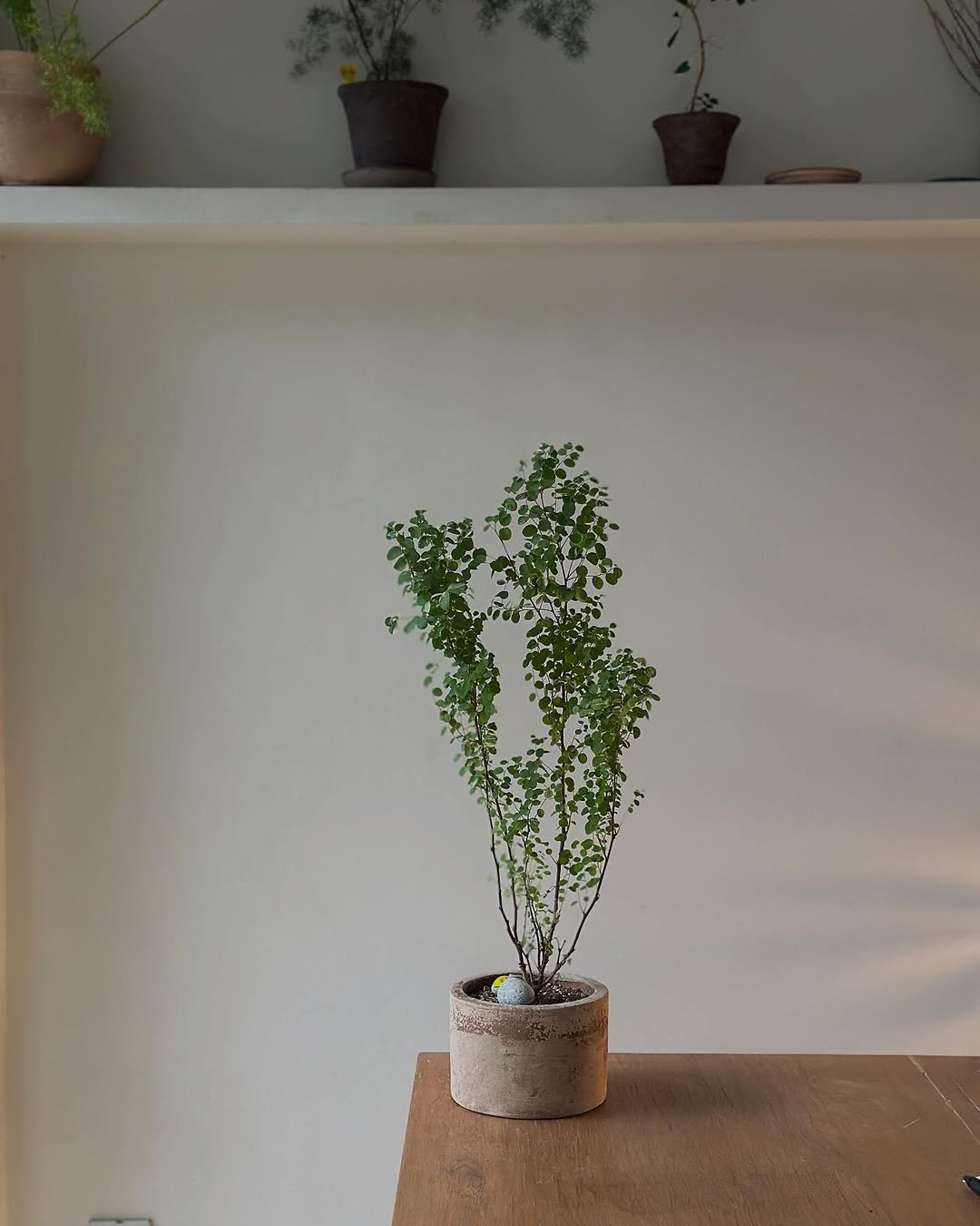 Photo by 클라우드포레스트 플랜테리어 실내외조경 조화조경 on October 18, 2025. May be an image of house plant, mistletoe cactus, ivy and text.