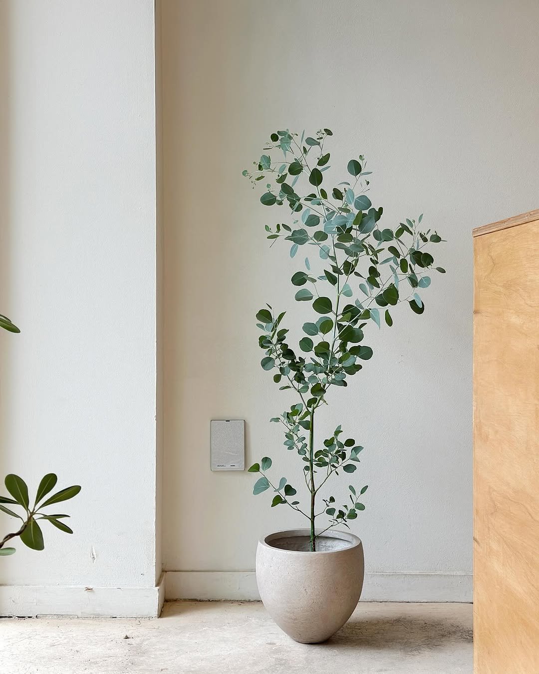 Photo by 클라우드포레스트 플랜테리어 실내외조경 조화조경 on July 16, 2025. May be an image of house plant, ivy, mistletoe cactus and text.